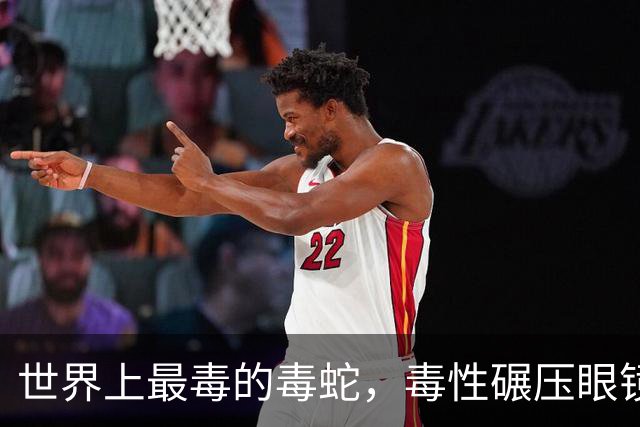 世界上最毒的毒蛇，毒性碾压眼镜王蛇，为什么被称为“最安全的蛇”？它的致死率为0？